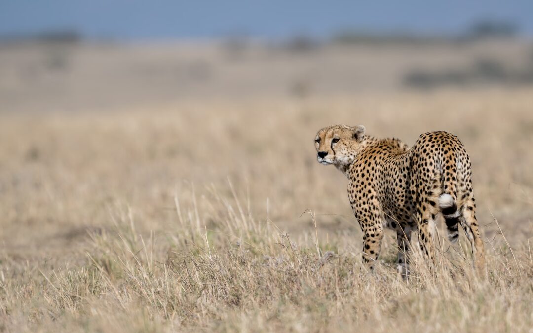 A Private Photography Safari in Kenya – A Trip of a Lifetime